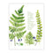 sympathy card for grief and loss with botanical watercolor ferns