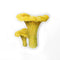 chanterelle mushroom sticker