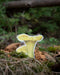 chanterelle mushroom sticker pictured with moss and leaves