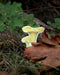 chanterelle mushroom vinyl sticker with autumn leaves