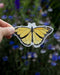 Hand holding Monarch Butterfly - Watercolor Nature Sticker, showcasing a detailed yellow butterfly with black spots, designed by Seattle artist Brigida Swanson.