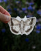 Hand holding a Moth - Watercolor Nature Sticker, featuring a detailed sepia and black moth illustration, designed by Brigida Swanson, perfect for personalizing laptops or water bottles.