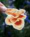 Chicken-of-the-Woods Mushrooms - Watercolor Mushroom Sticker