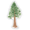 Giant Sequoia - Watercolor California Redwood Tree Sticker