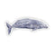 Gray Whale - Watercolor Coastal Nature Sticker by Brigida Swanson, depicting a gray whale in watercolor style. Perfect for laptops or water bottles, weatherproof and fade-resistant.