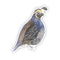California Quail - Watercolor Bird Sticker
