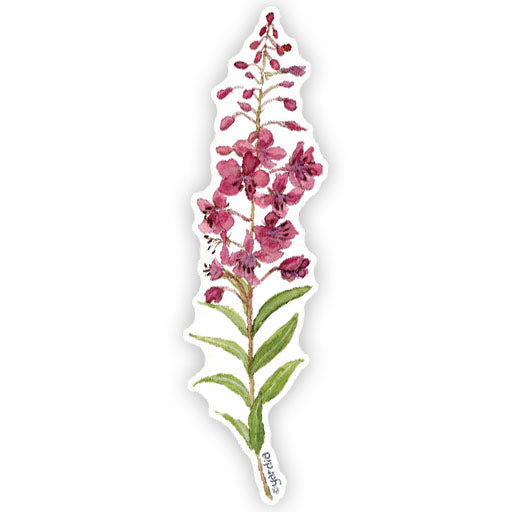 Fireweed - Watercolor Wildflower Sticker