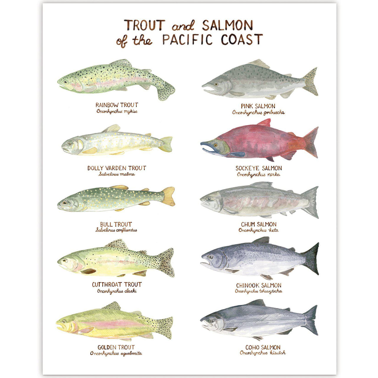 Watercolor art print featuring Pacific Coast trout and salmon illustrations, each labeled with common and Latin names, highlighting native fish species.