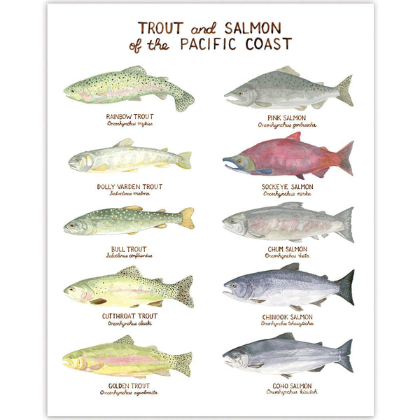 Watercolor art print featuring Pacific Coast trout and salmon illustrations, each labeled with common and Latin names, highlighting native fish species.