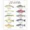 pacific trout and salmon fish identification art print