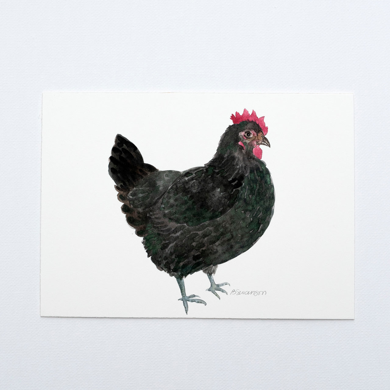 small original watercolor painting of an australorp chicken