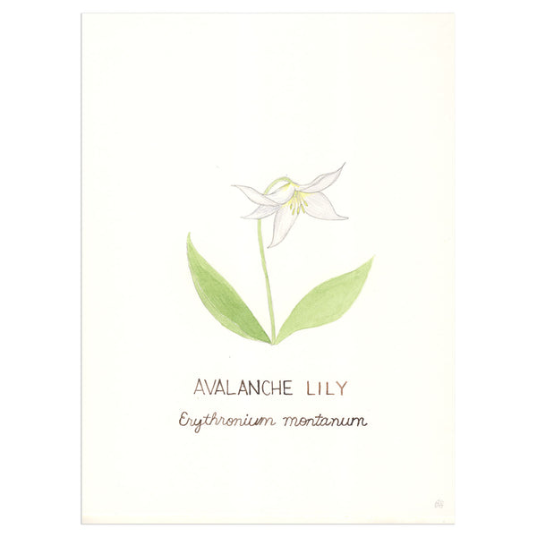 avalanche lily original watercolor painting with botanical name written in ink