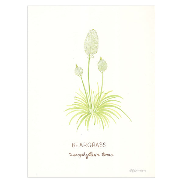 Original watercolor painting of beargrass, a common wildflower found when hiking in the Pacific Northwest.