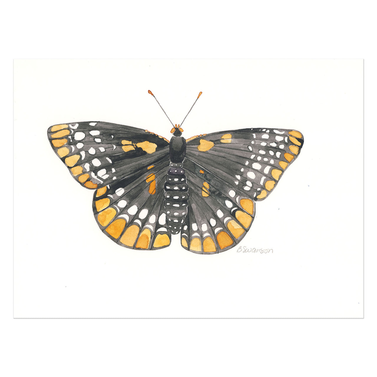 small original watercolor painting of a checkerspot butterfly