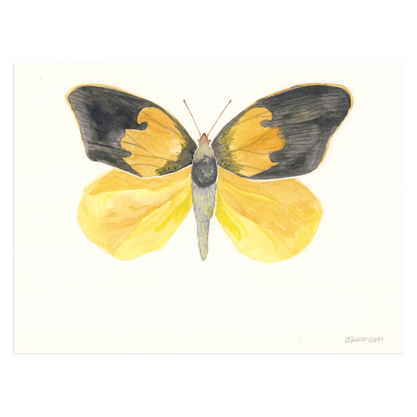 original watercolor painting of a dogface butterfly