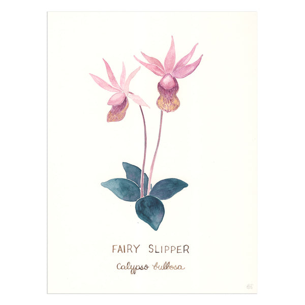 original watercolor painting of a fairy slipper wild orchid, with its common and latin name written in ink below