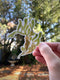 Rockweed Seaweed Sticker - Watercolor Seaweed Sticker