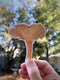 Cinnabar Chanterelle - Watercolor Mushroom Sticker