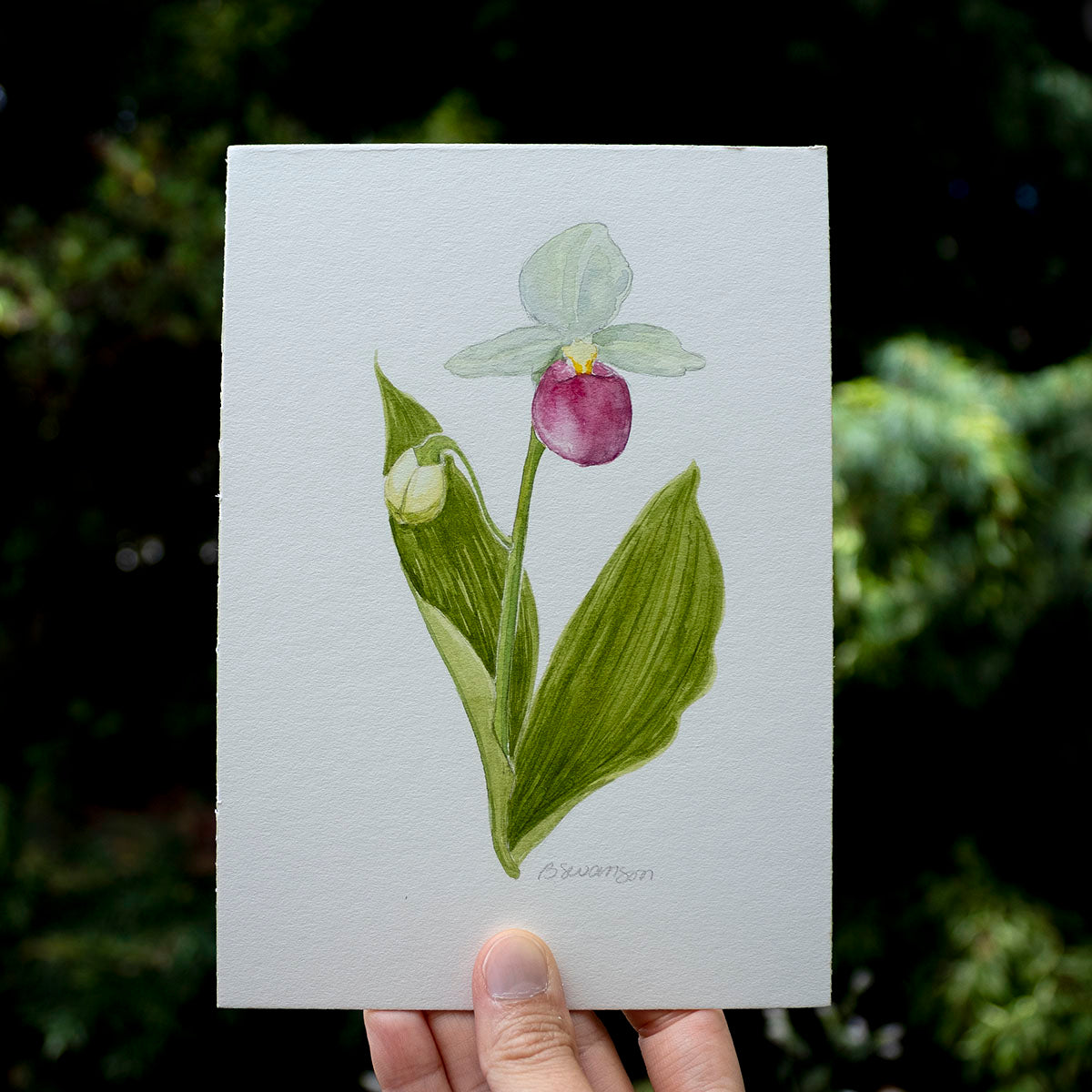 small original watercolor painting of a lady's slipper wildflower