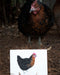 small original watercolor painting of a black star chicken in front of the chicken it was modeled after