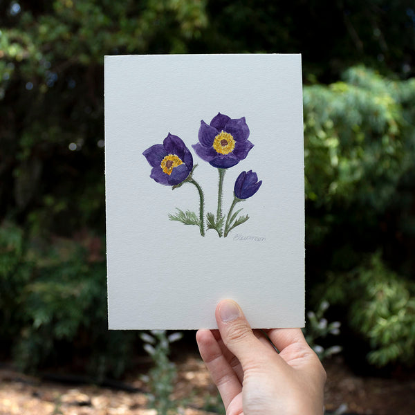 small original watercolor painting of purple pasqueflower wildflowers