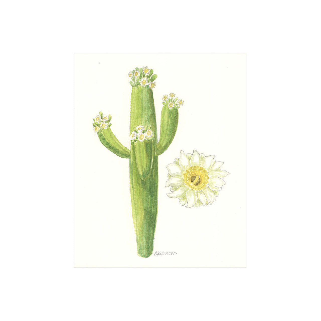 small original watercolor painting of a saguaro cactus and cactus flower