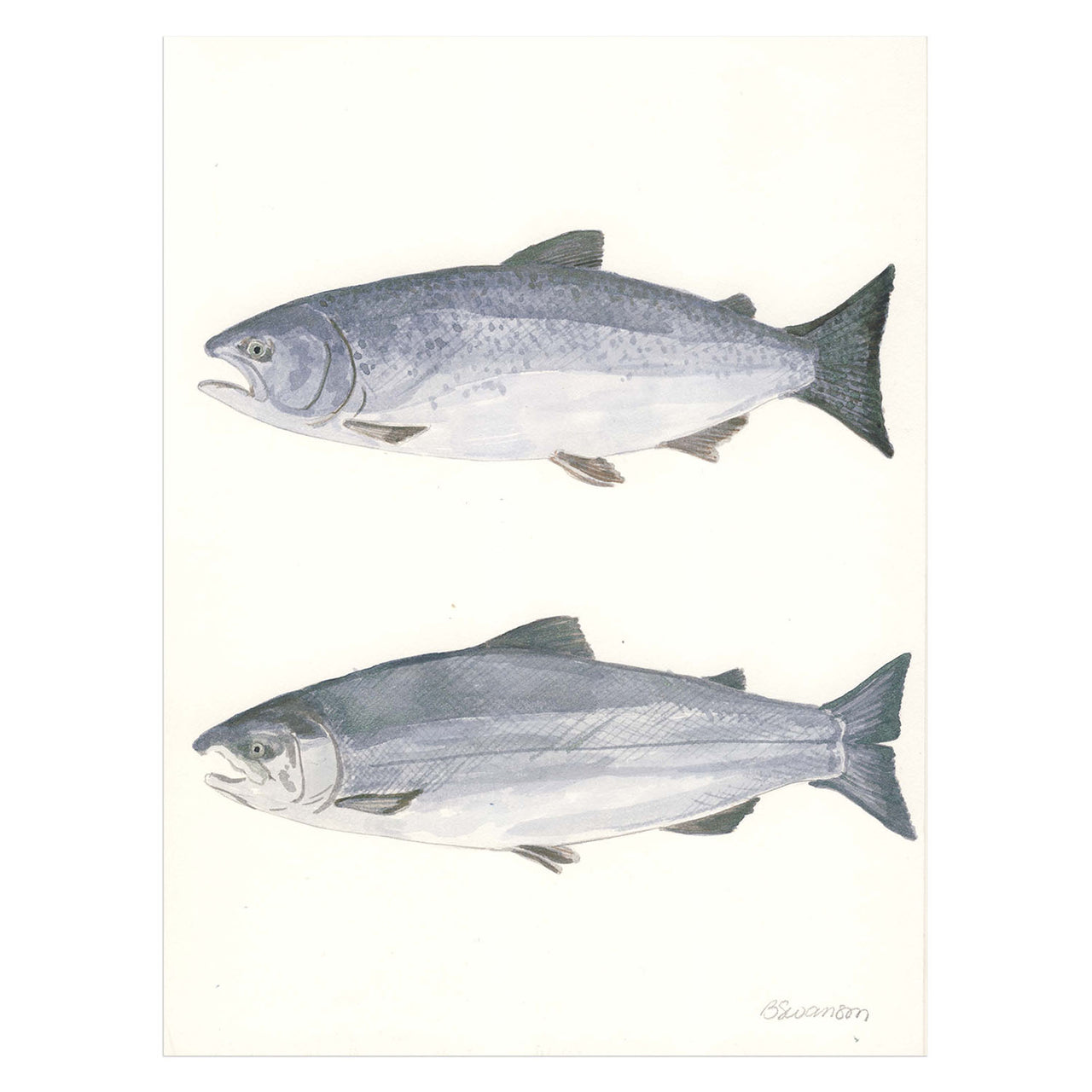 original watercolor painting of two salmon fish 
