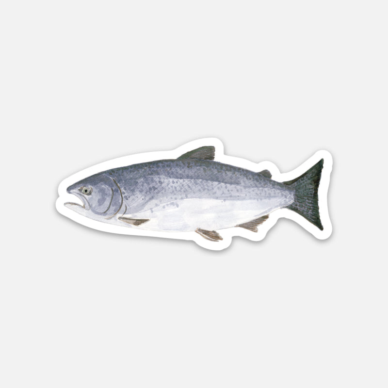 chinook salmon sticker