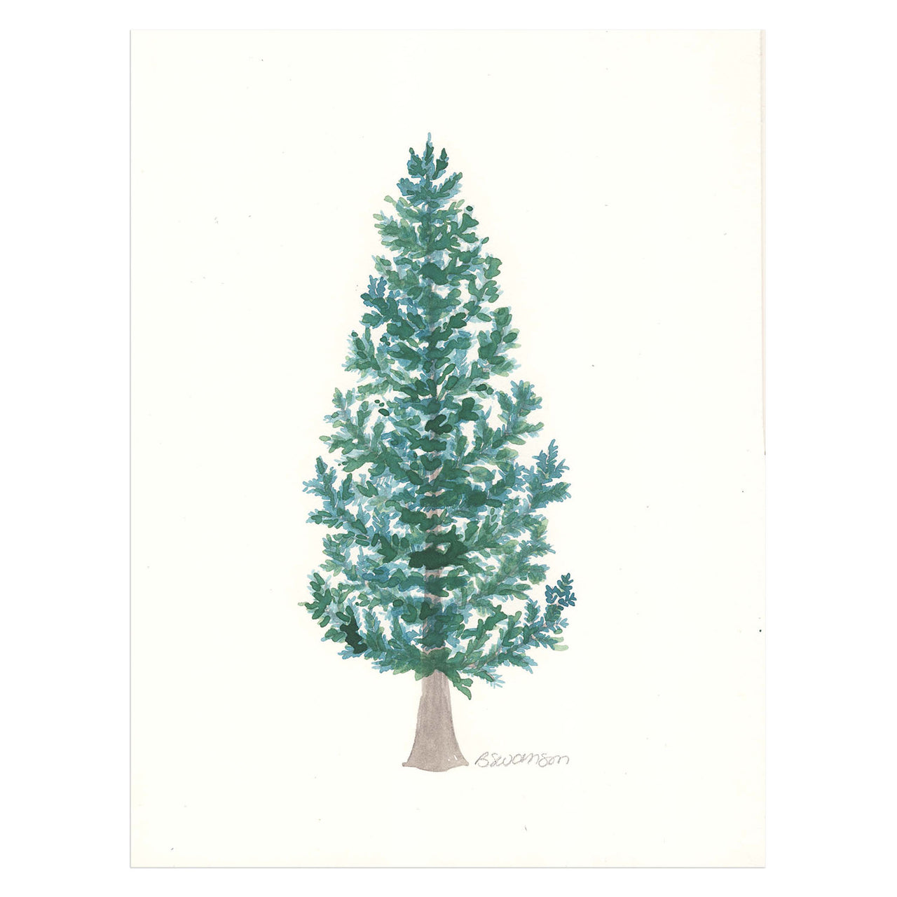 original watercolor painting of a sitka spruce tree