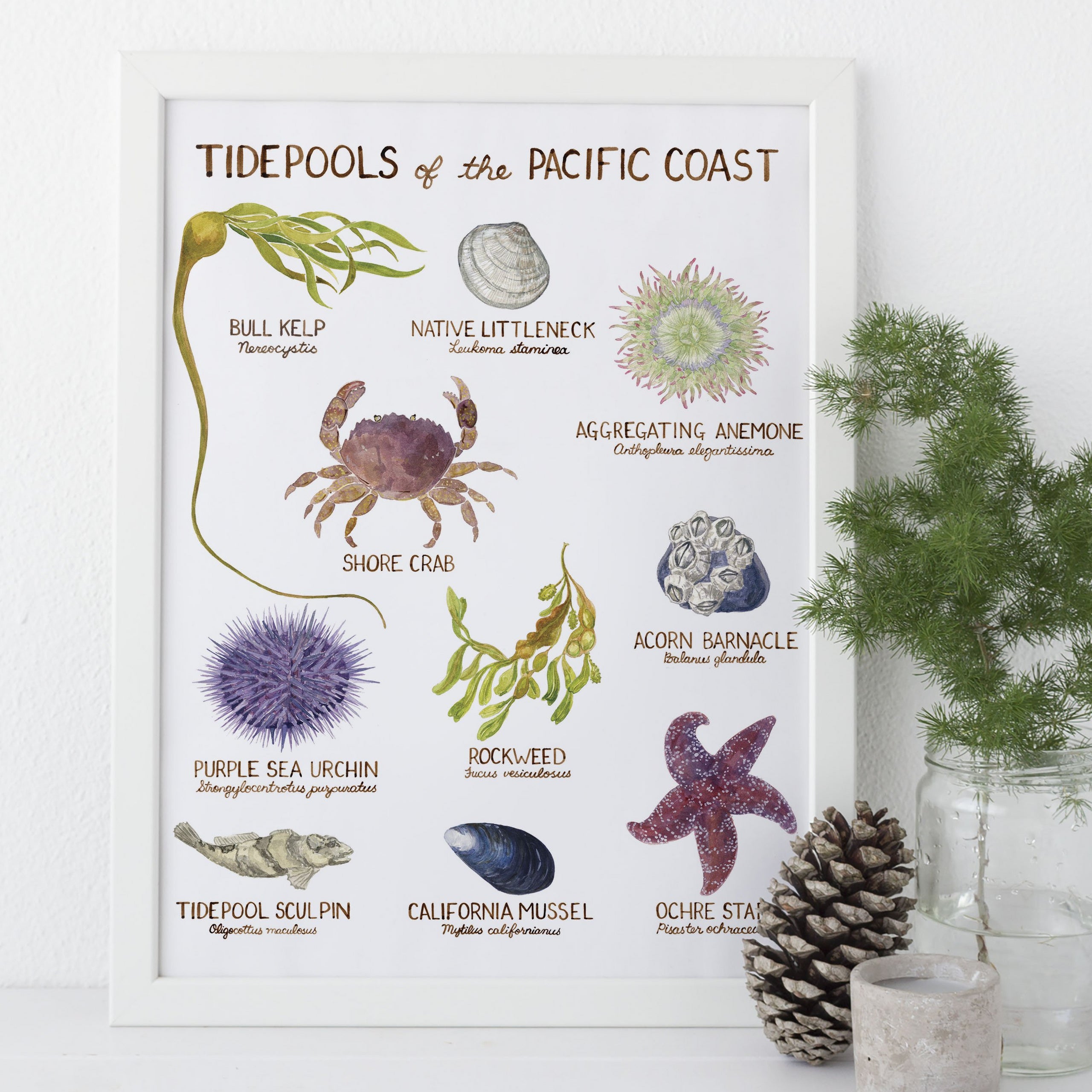 Tidepool Drawing Pacific Coast Tidepools Art Print, Watercolor Art Print – Yardia