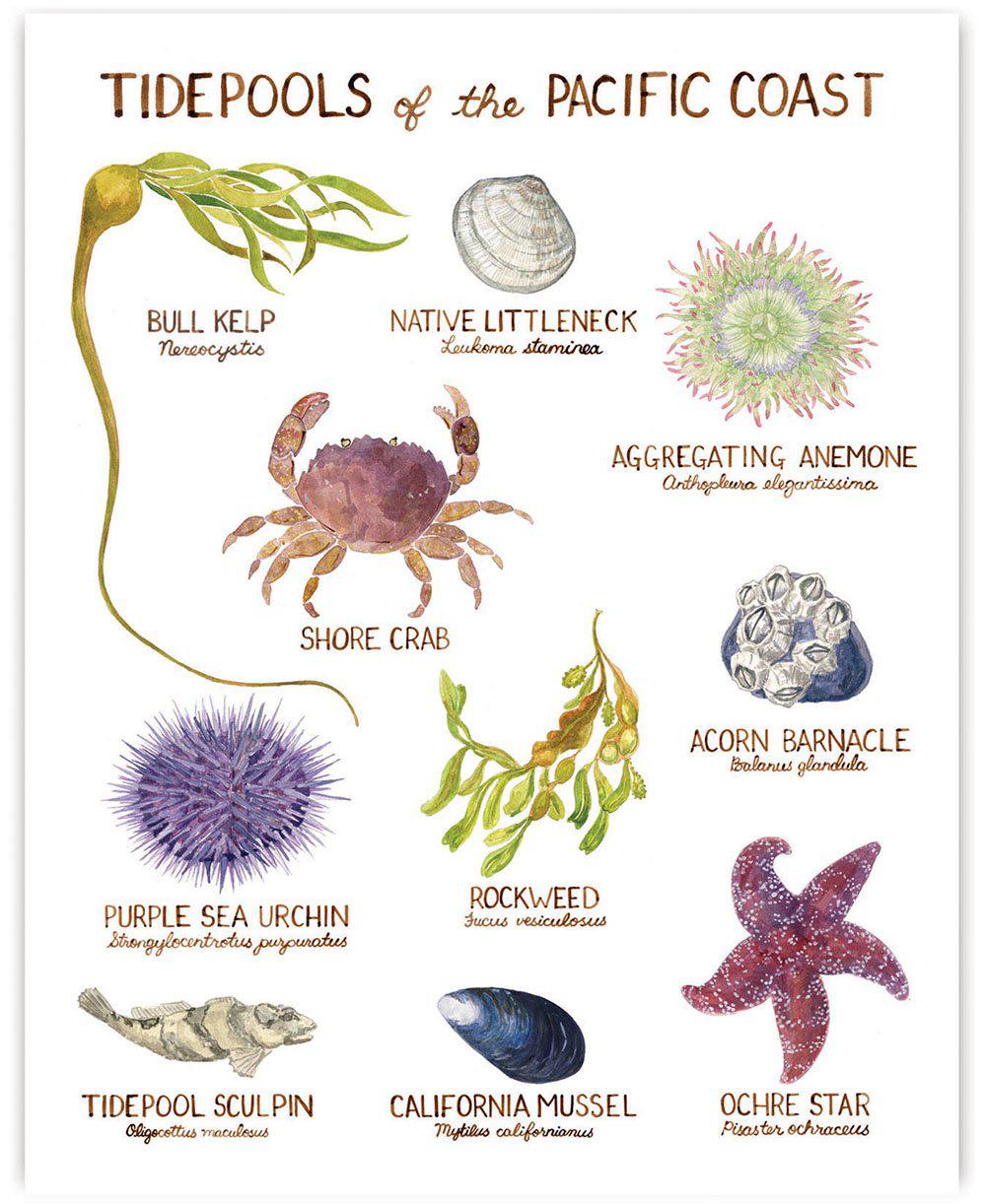 Pacific Coast Tidepools Art Print featuring watercolor illustrations of sea creatures and seaweed with names, on archival paper, unframed, 11x14 inches.