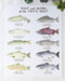 trout and salmon of the pacific coast watercolor art reproduction